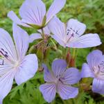 Ooievaarsbek - Geranium 'Blue Cloud'