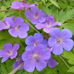 Geranium 'Blue Sunrise' - Ooievaarsbek