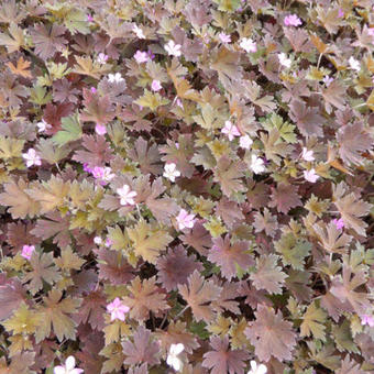 Geranium 'Bob's Blunder'