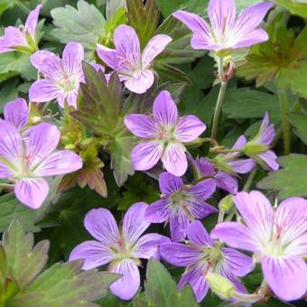 Geranium 'Fay Anna'