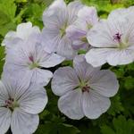 Ooievaarsbek - Geranium 'Lilac Ice'