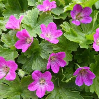 Geranium 'Pink Carpet'