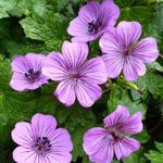 Geranium 'Pink Penny' - Ooievaarsbek