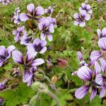 Geranium 'Salomé' - Ooievaarsbek