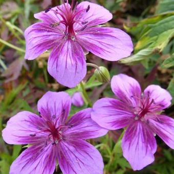 Geranium soboliferum 'Starman'