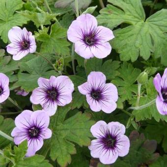 Geranium 'Storm Chaser'