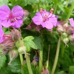 Geranium macrorrhizum 'Bevan's Variety' - Ooievaarsbek