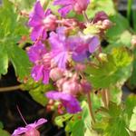 Geranium macrorrhizum 'Czakor' - Ooievaarsbek