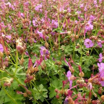 Geranium macrorrhizum 'Mytikas'