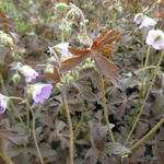 Geranium maculatum 'Espresso' - Ooievaarsbek