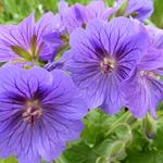 Geranium x magnificum 'Rosemoor' - Ooievaarsbek