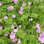 Geranium x oxonianum  'Lady Moore' - Ooievaarsbek - Geranium x oxonianum  'Lady Moore'