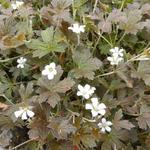 Geranium sessiliflorum 'Sanne' - Ooievaarsbek