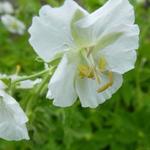 Geranium phaeum 'Album' - Ooievaarsbek