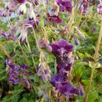 Geranium phaeum 'Samobor' - Ooievaarsbek