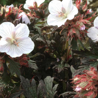 Geranium pratense 'Black 'n White Army'