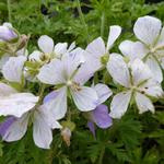 Geranium pratense 'Splish-splash' - Ooievaarsbek