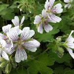 Geranium renardii - Ooievaarsbek