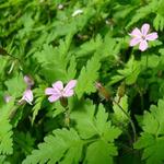 Geranium robertianum - Robertskruid