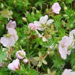 Geranium sanguineum 'Compactum' - Ooievaarsbek