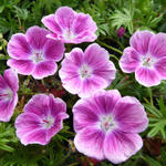 Geranium sanguineum 'Elke' - Ooievaarsbek