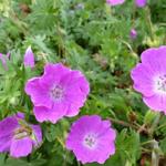 Ooievaarsbek - Geranium sanguineum 'Elsbeth'