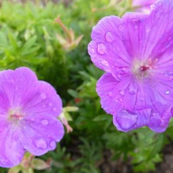 Geranium sanguineum 'Glenluce