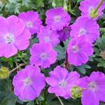 Geranium sanguineum 'Max Frei' - Ooievaarsbek