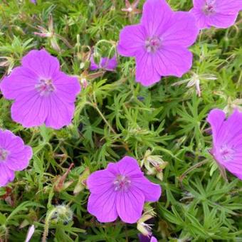 Geranium sanguineum 'Vision'