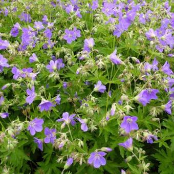 Geranium sylvaticum 'Birch Lilac'