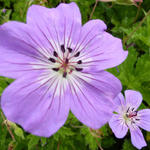 Geranium wallichianum 'Buxton's Variety' - Ooievaarsbek