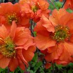 Geum chiloense 'Dolly North' - Nagelkruid