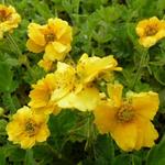 Geum chiloense 'Lady Stratheden' - Nagelkruid - Geum chiloense 'Lady Stratheden'