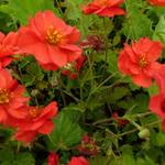 Geum chiloense 'Mrs Bradshaw' - Nagelkruid