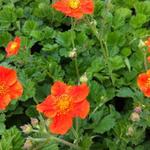 Geum coccineum 'Borisii' - Nagelkruid - Geum coccineum 'Borisii'