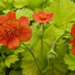 Geum coccineum 'Eos' - Nagelkruid