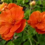 Geum coccineum 'Feuermeer' - Nagelkruid