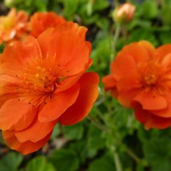 Geum coccineum 'Feuermeer'