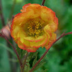 Geum coccineum 'Nonna' - Nagelkruid