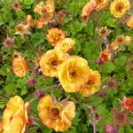 Geum COCKTAIL 'Alabama Slammer' - Nagelkruid