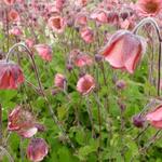 Geum 'Bell Bank' - Nagelkruid