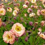 Geum 'Cosmopolitan' - Nagelkruid