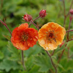 Geum COCKTAIL 'Dark & Stormy' - Nagelkruid