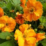 Geum 'Fireball' - Nagelkruid