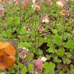 Geum 'Marmelade' - Nagelkruid