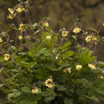 Geum 'Primrose Cottage' - Nagelkruid