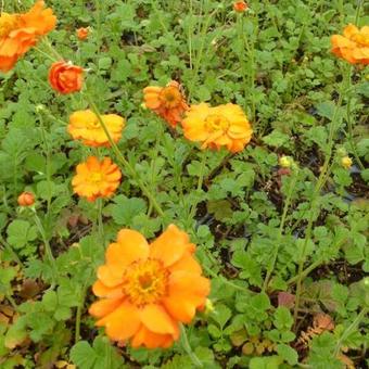 Geum 'Prinses Juliana'