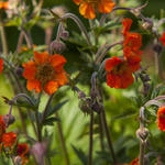 Geum 'RUSTICO Orange' - Nagelkruid