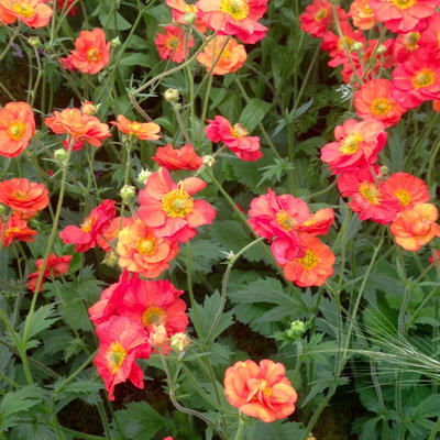 Nagelkruid - Geum 'Scarlet Tempest'