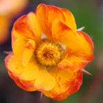 Geum COCKTAIL 'Spanish Fly' - Nagelkruid